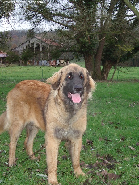 Publication : du Pont des Aulnes