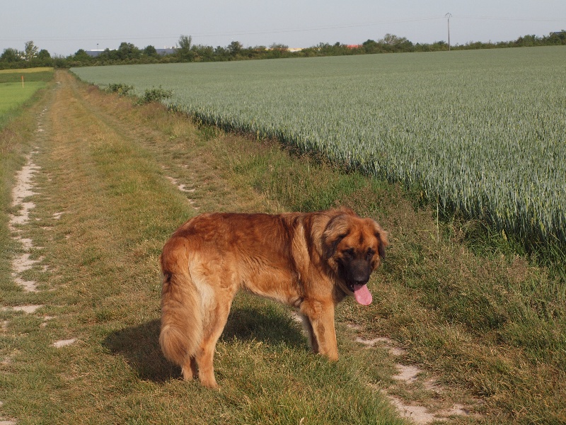 Ebene du Pont des Aulnes