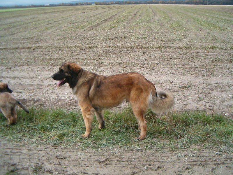 Publication : du Pont des Aulnes