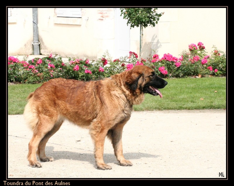 Publication : du Pont des Aulnes