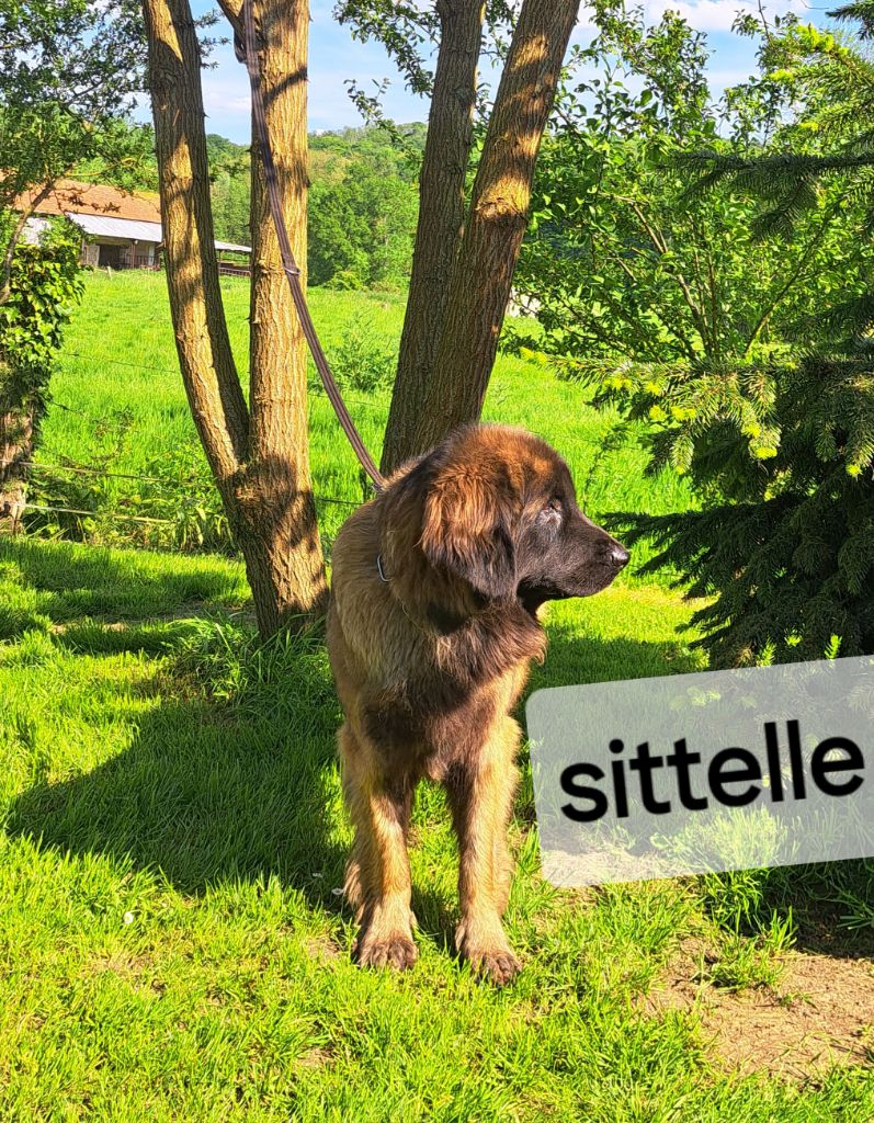 Sittelle du pin aux cinq aiguilles