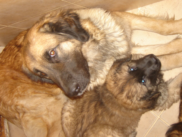 Publication : du Pont des Aulnes