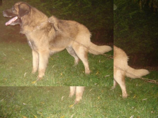 Solo du Pont des Aulnes