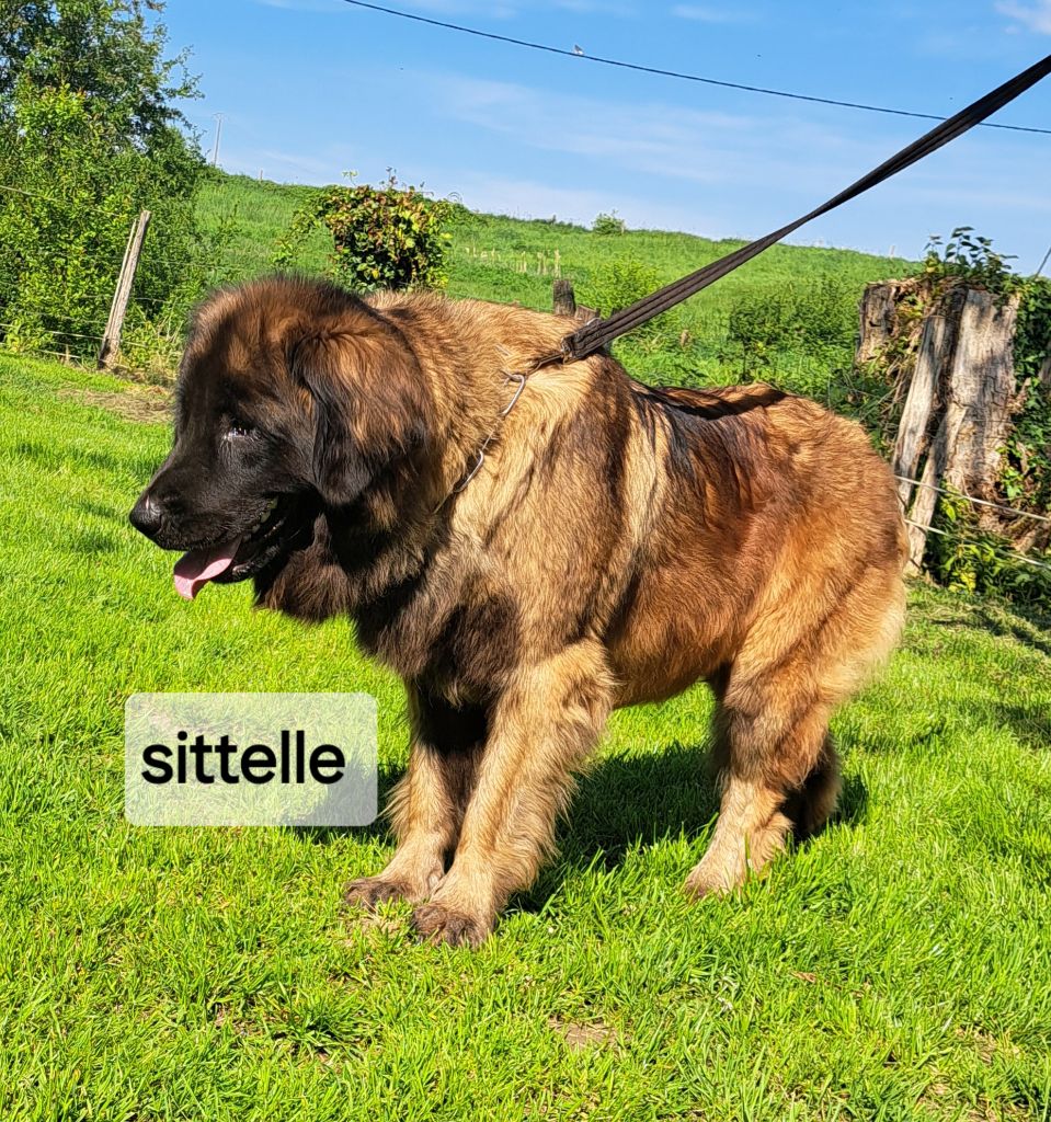 Sittelle du pin aux cinq aiguilles