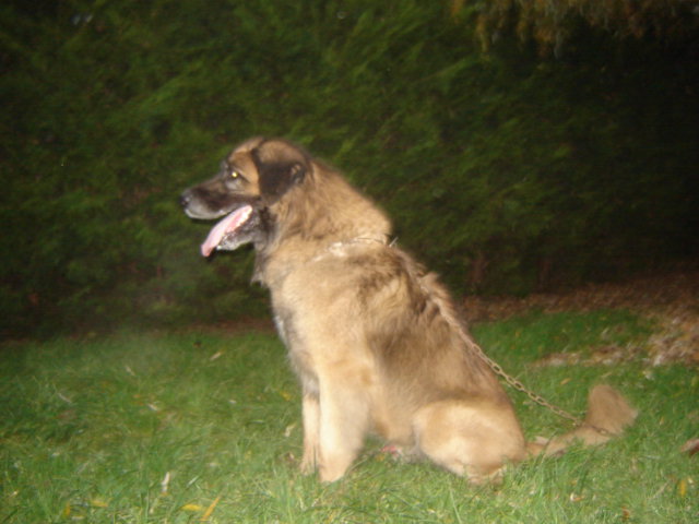 Solo du Pont des Aulnes