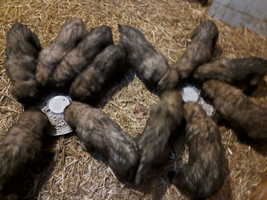Sittelle du pin aux cinq aiguilles