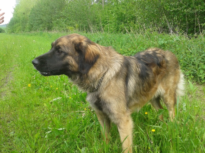 Publication : du Pont des Aulnes