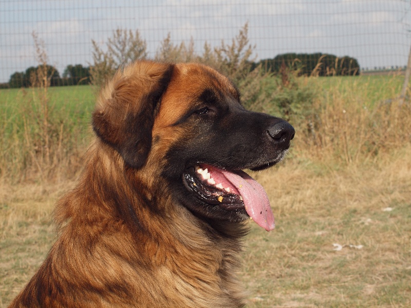 Ebene du Pont des Aulnes