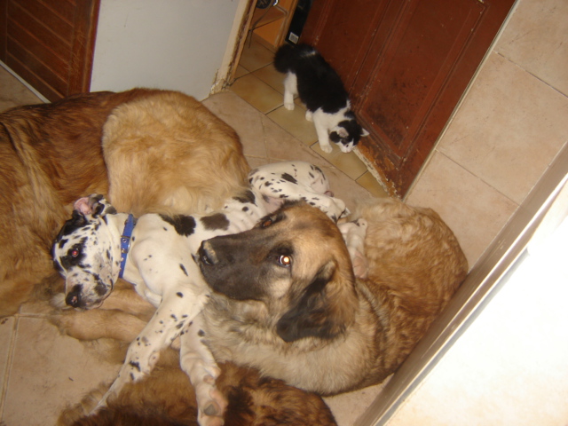 Publication : du Pont des Aulnes