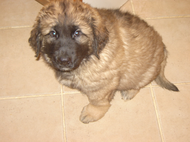 Publication : du Pont des Aulnes