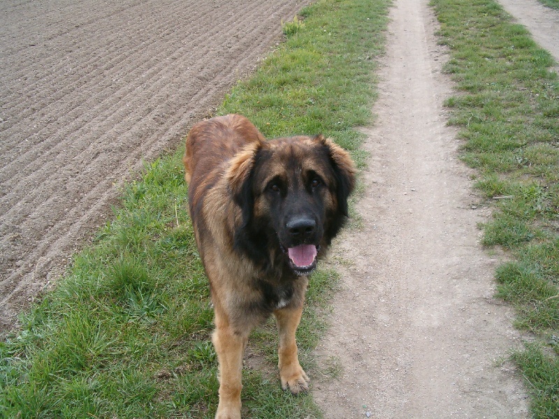 Publication : du Pont des Aulnes