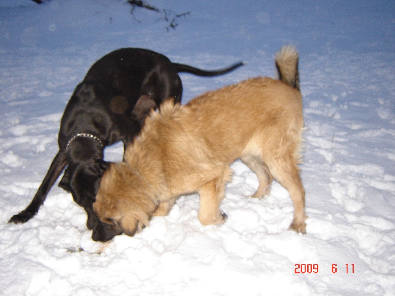 Publication : du Pont des Aulnes Auteur : festa à 8 moi et demi