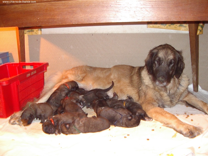 Publication : du Pont des Aulnes