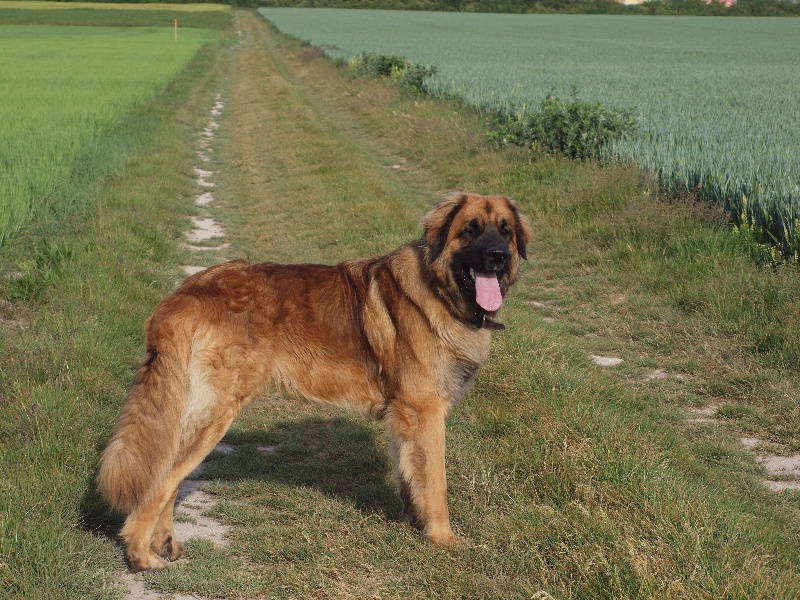 Ebene du Pont des Aulnes