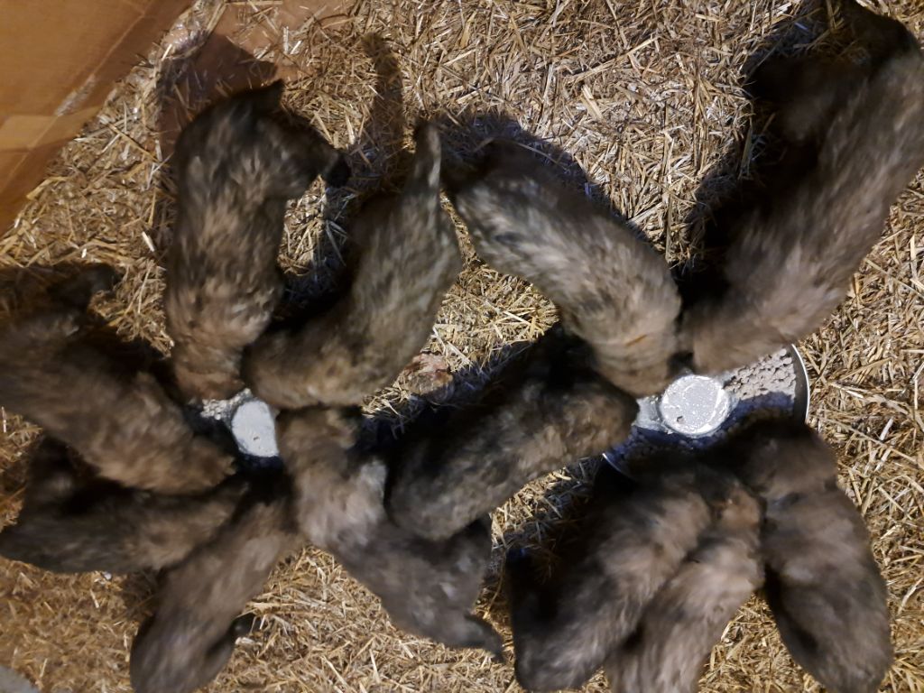 Sittelle du pin aux cinq aiguilles