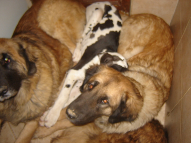 Publication : du Pont des Aulnes