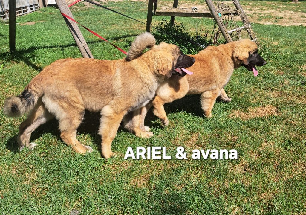 Upton du Pont des Aulnes