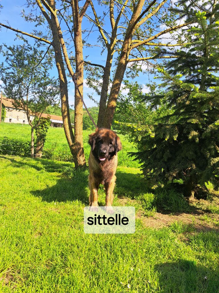 Sittelle du pin aux cinq aiguilles