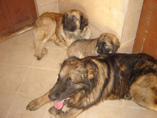 Publication : du Pont des Aulnes