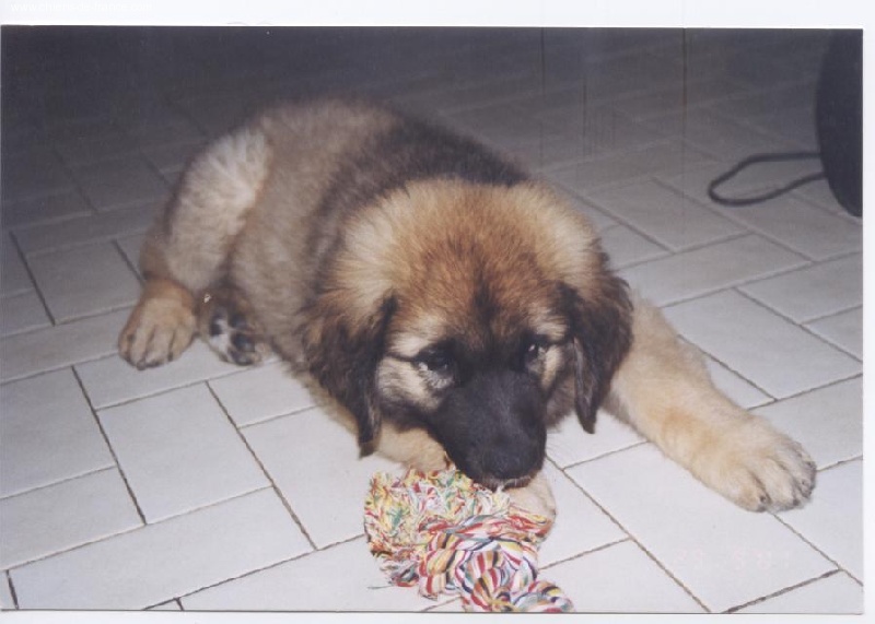 Solo du Pont des Aulnes