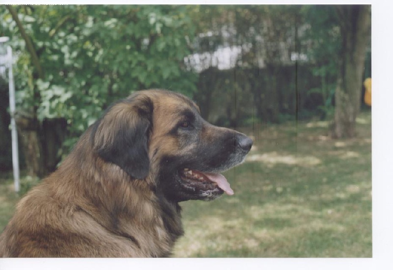 Solo du Pont des Aulnes
