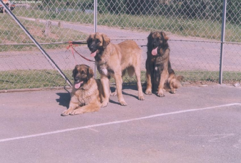 Solo du Pont des Aulnes