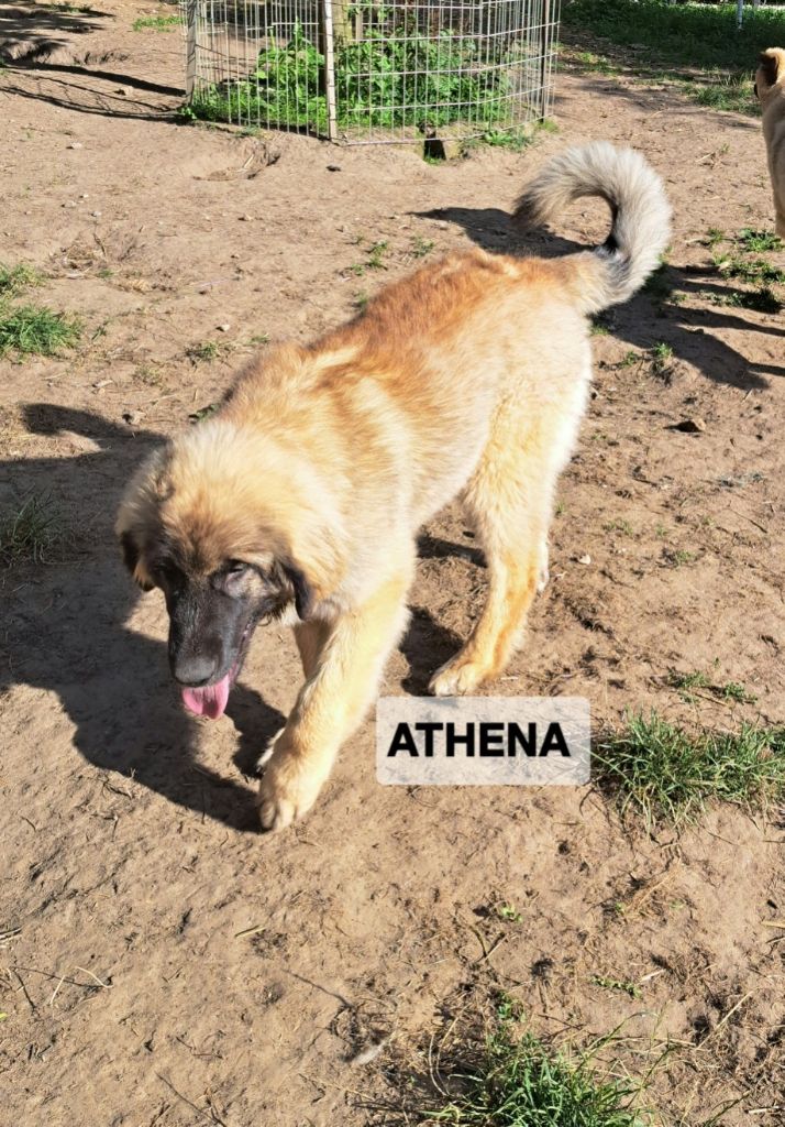 CHIOT rouge ATHENA