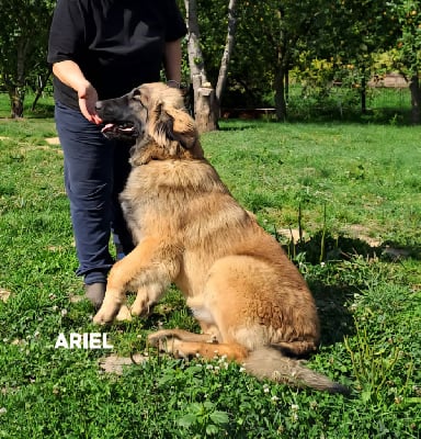Les chiots de Leonberger