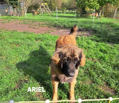 Les chiots de Leonberger