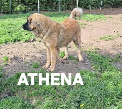 Les chiots de Leonberger