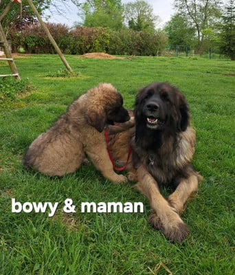 Les chiots de Leonberger