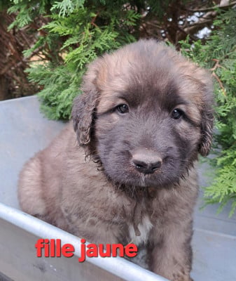 Les chiots de Leonberger