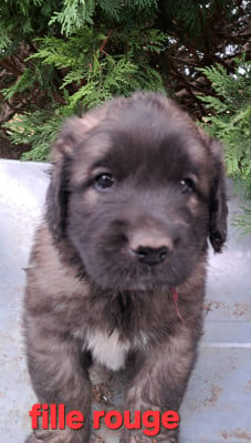 Les chiots de Leonberger