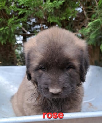 Les chiots de Leonberger