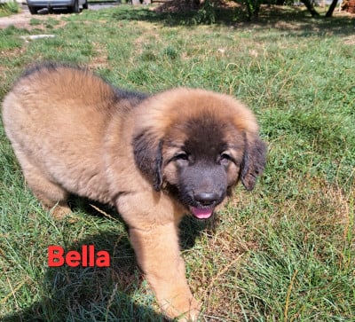 Les chiots de Leonberger