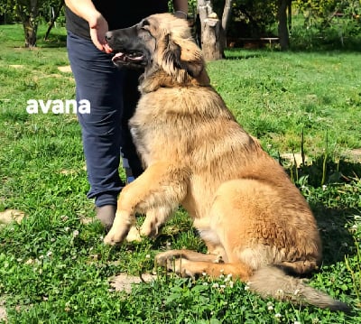 Les chiots de Leonberger