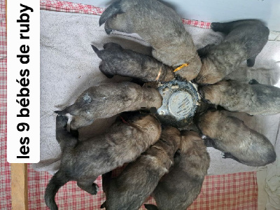 Les chiots de Leonberger