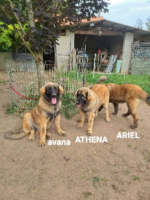 Les chiots de Leonberger