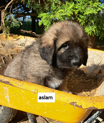 Les chiots de Leonberger