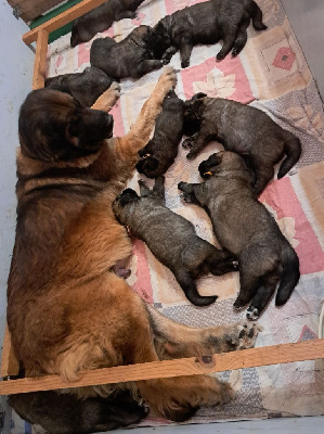 Les chiots de Leonberger