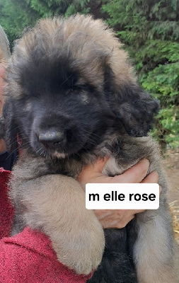 Les chiots de Leonberger