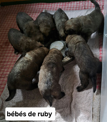 Les chiots de Leonberger