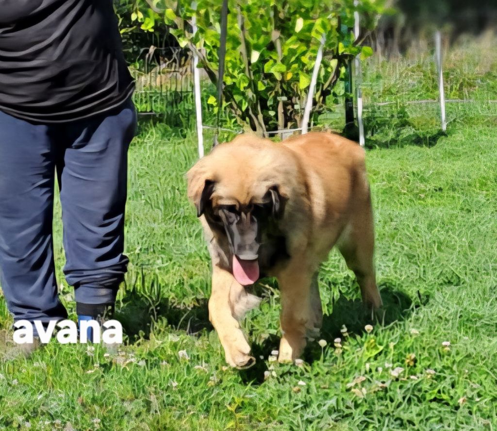 CHIOT jaune AVANA
