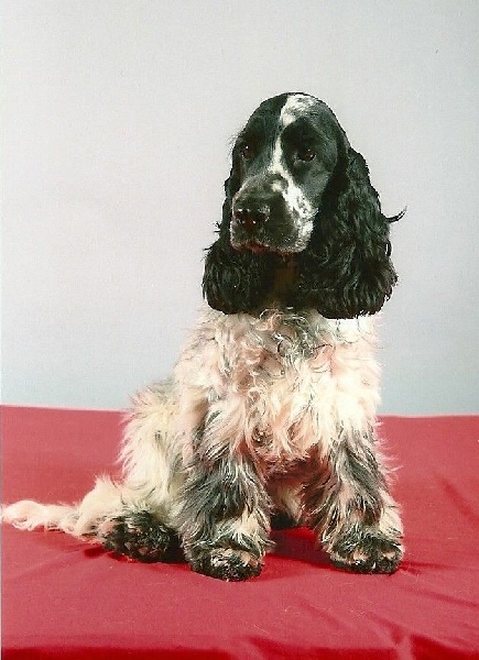 Publication : du Moulin de CLEMENCEY