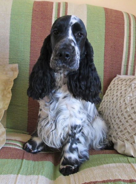 Publication : du Moulin de CLEMENCEY