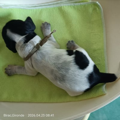 Les chiots de Cocker Spaniel Anglais