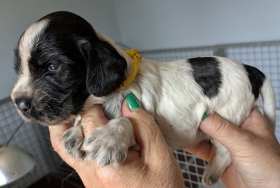 Les chiots de Cocker Spaniel Anglais