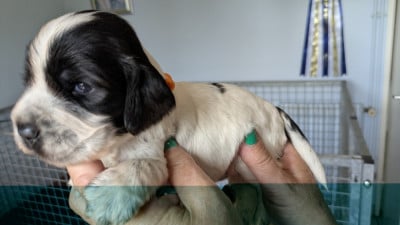 Les chiots de Cocker Spaniel Anglais