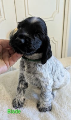 Les chiots de Cocker Spaniel Anglais