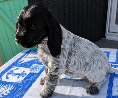Les chiots de Cocker Spaniel Anglais